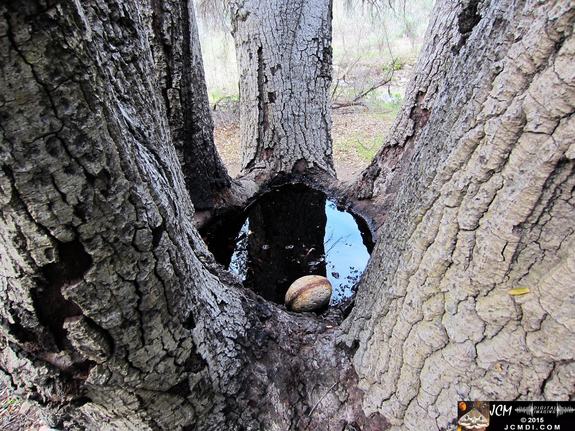 Whitney Canyon pond in oak tree crotch